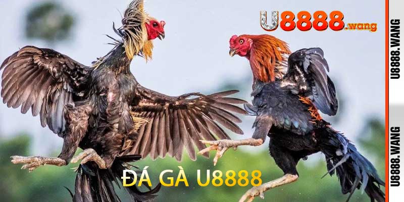 Đá Gà U8888